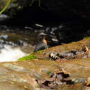 Image of Rufous-throated Dipper