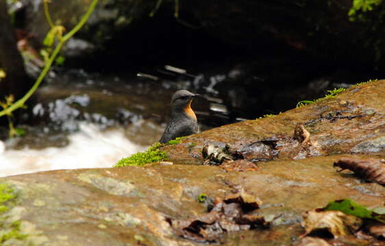 Image of Rufous-throated Dipper