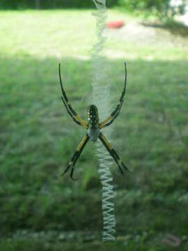 Image of Black-and-Yellow Argiope