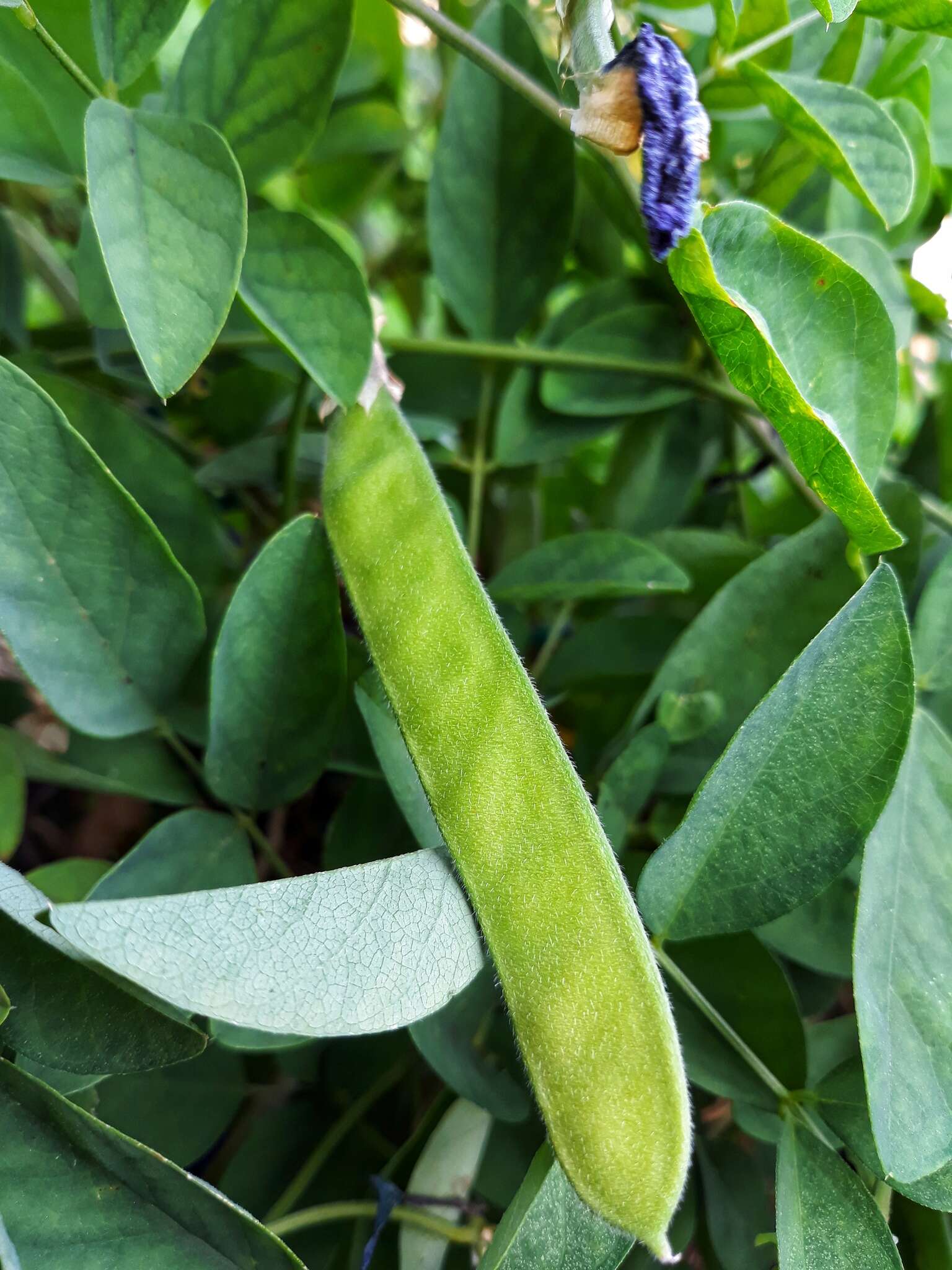 Слика од Clitoria ternatea L.