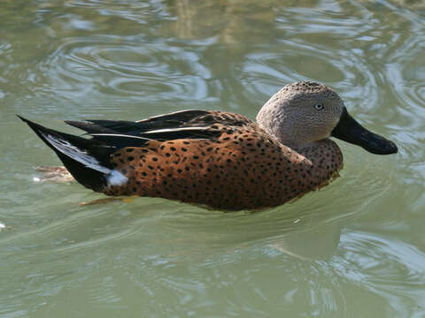 Image of Red Shoveler