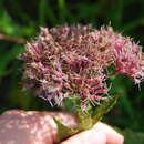 Image of Coastal-Plain Trumpetweed