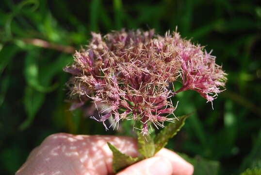 Image of Coastal-Plain Trumpetweed