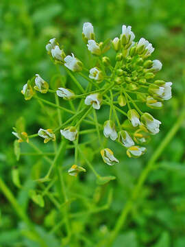 Image of field pennycress