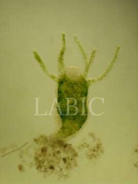 Слика од Hydra viridissima Pallas 1766