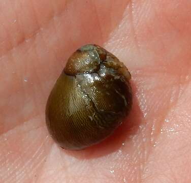 Image of Olive nerite