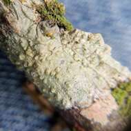 Image of Texan pore lichen