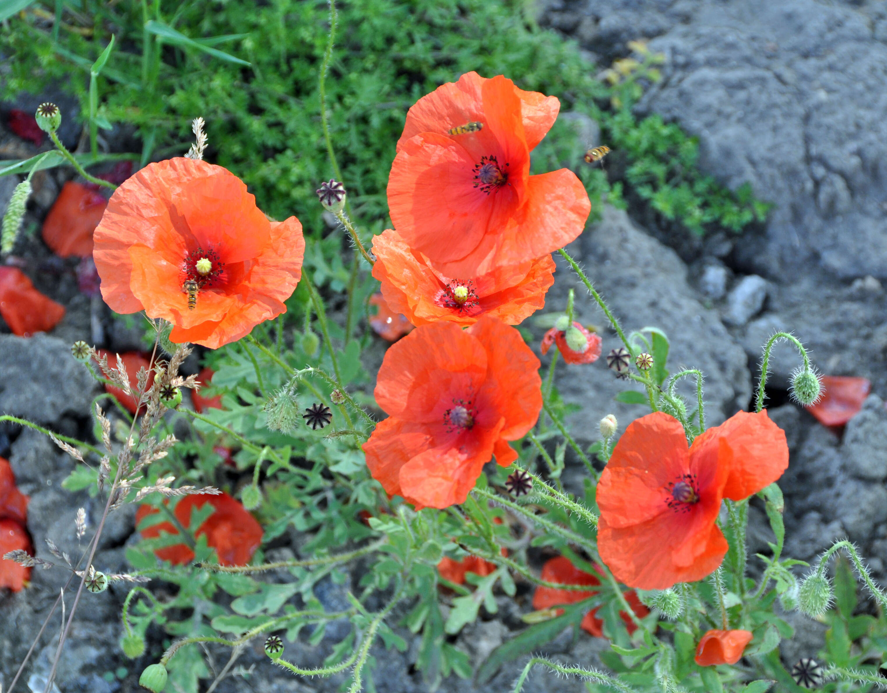 Image of Long-headed Poppy