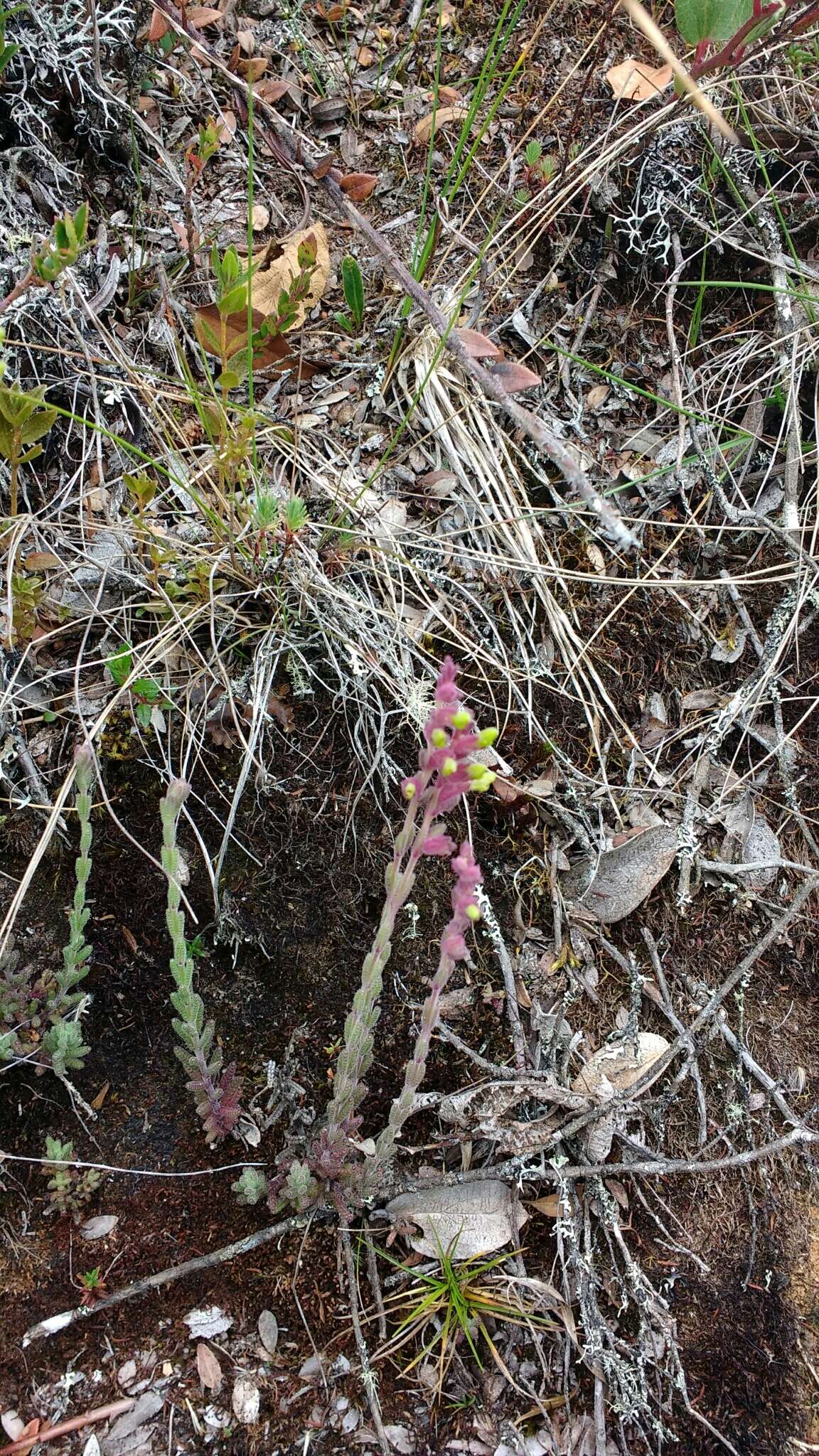 Image of Neobartsia santolinifolia (Kunth) Uribe-Convers & Tank