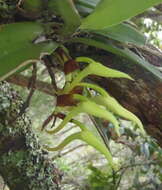 Image of Cyrtorchis arcuata (Lindl.) Schltr.