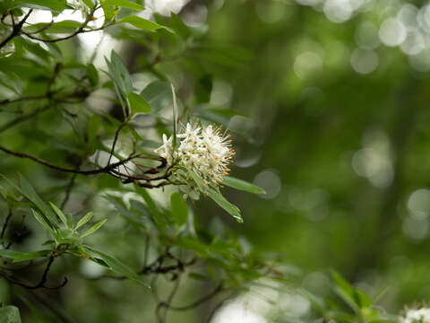 Imagem de Rhododendron micranthum Turcz.