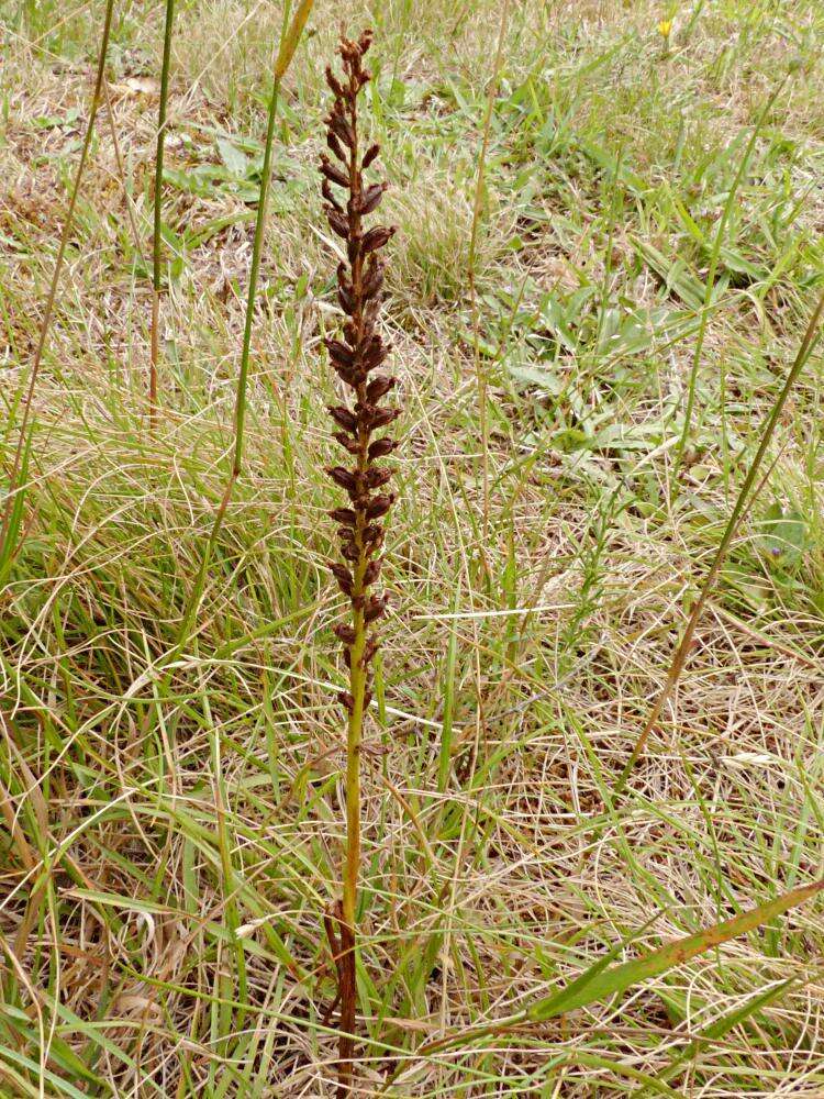 Image of Common onion orchid