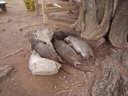 Image of cane rats