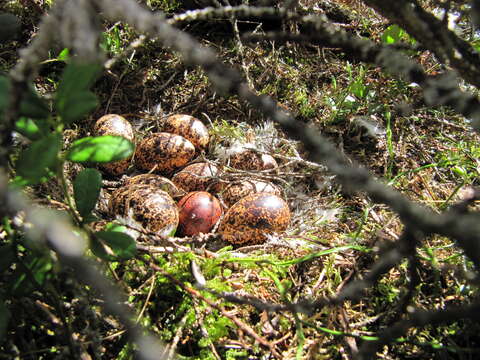 Image of Willow Grouse and Red Grouse