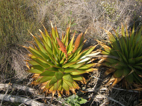 Image of Aloe lineata var. muirii (Marloth) Reynolds