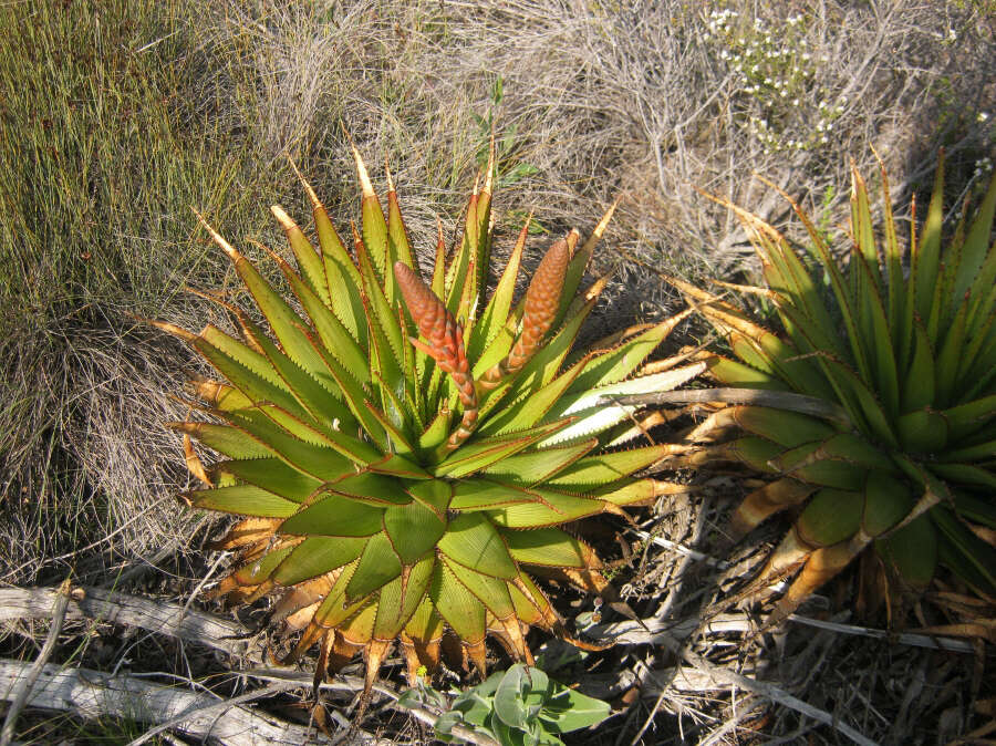 Imagem de Aloe lineata var. muirii (Marloth) Reynolds