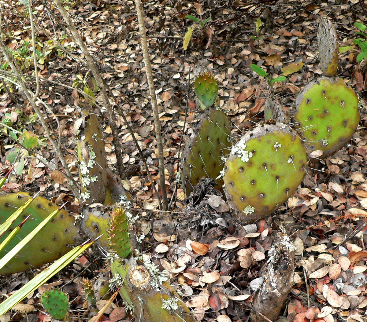 Image of Coastal Prickly-pear