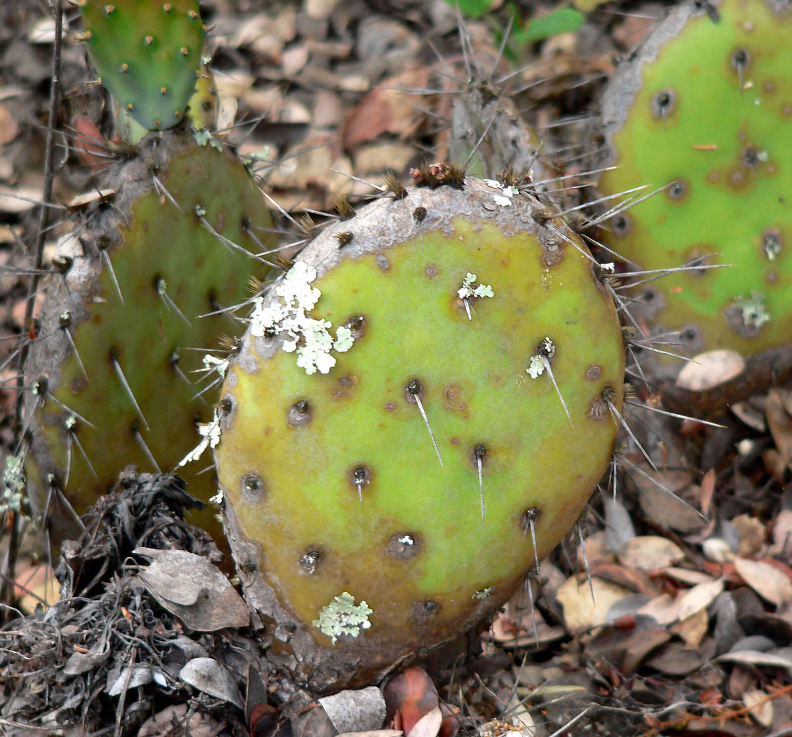 Image of Coastal Prickly-pear