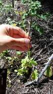 Image of Cordilleran Valerian