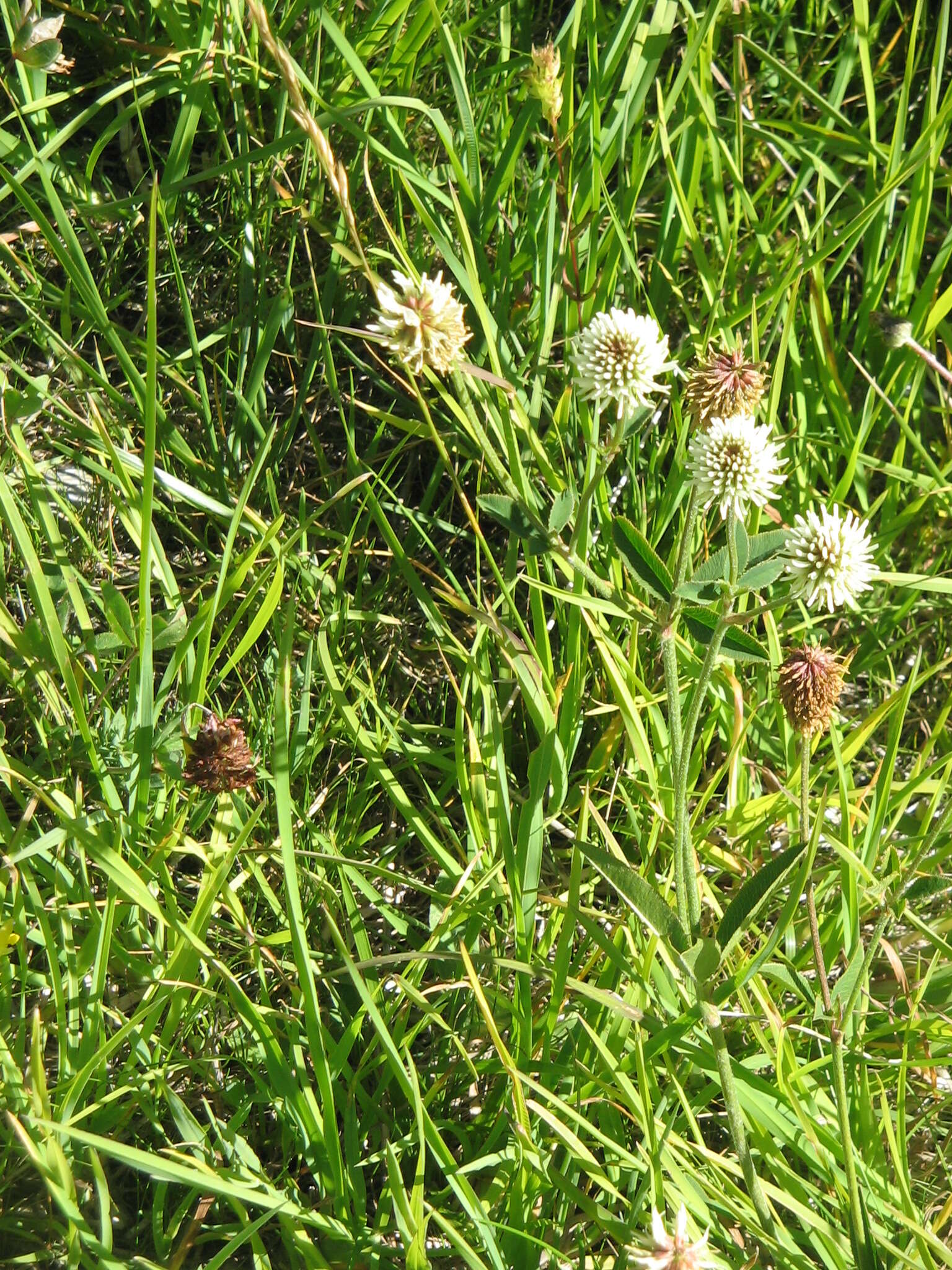 Imagem de Trifolium montanum L.