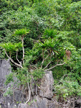 Image of Dracaena cambodiana Pierre ex Gagnep.