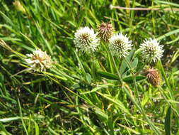 Imagem de Trifolium montanum L.