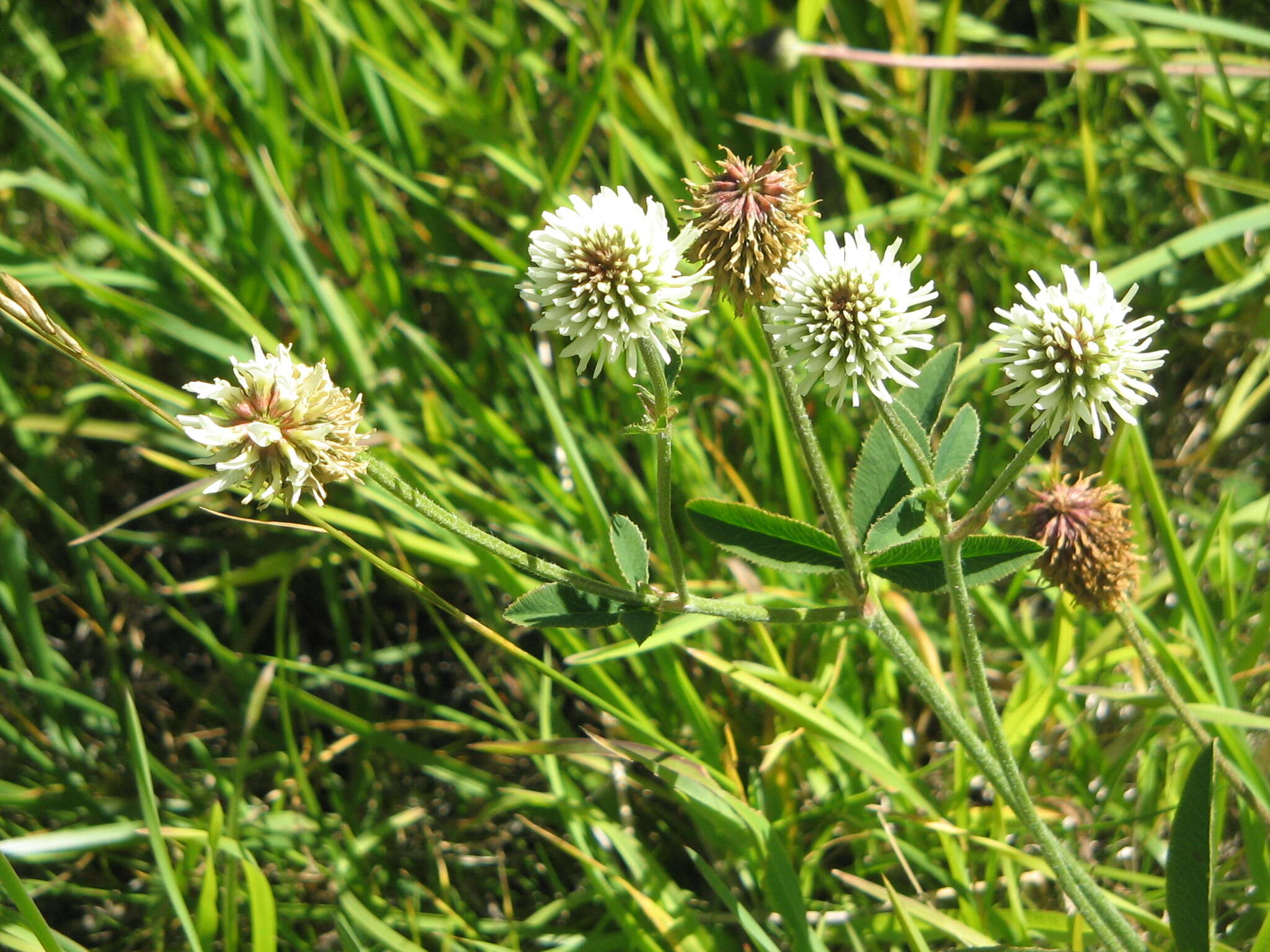 Imagem de Trifolium montanum L.