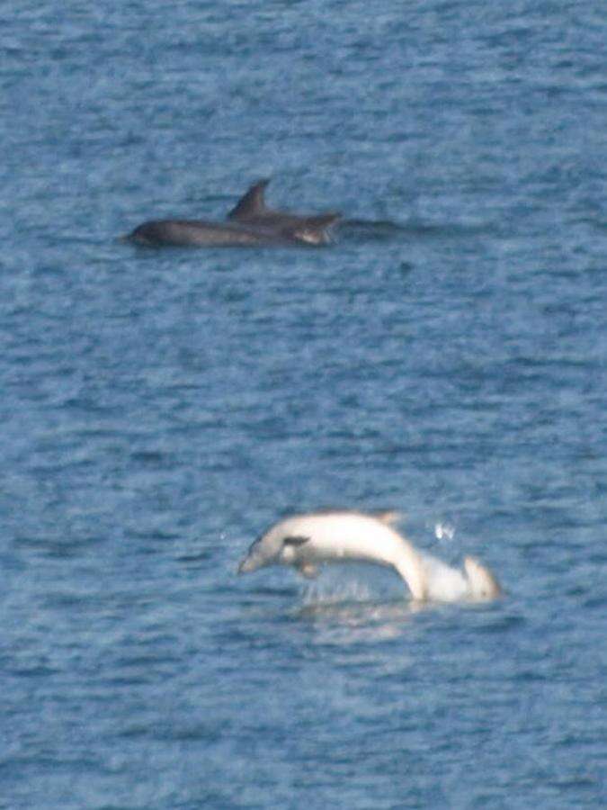 Imagem de Tursiops Gervais 1855