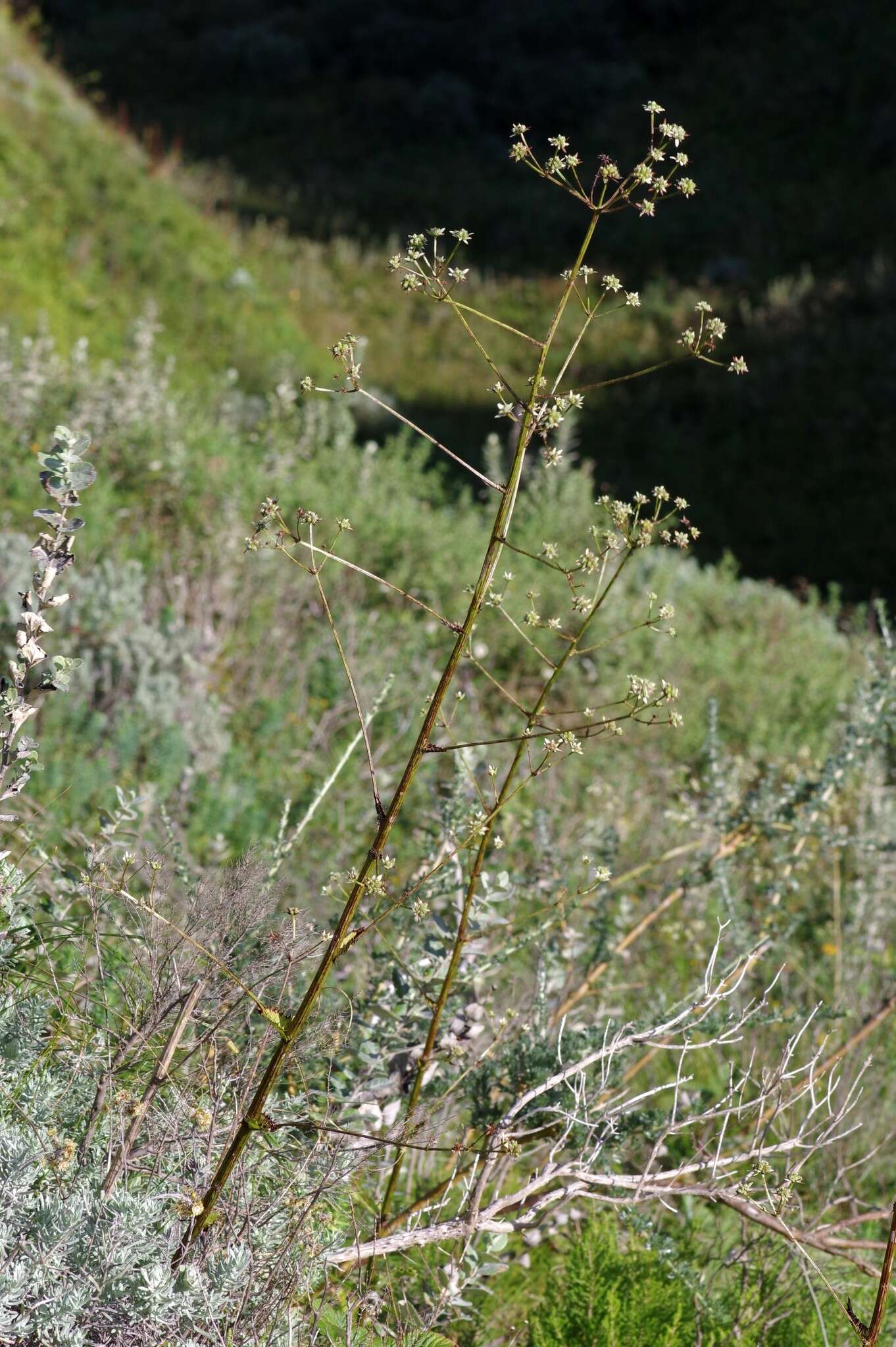 Image of Alepidea amatymbica Eckl. & Zeyh.