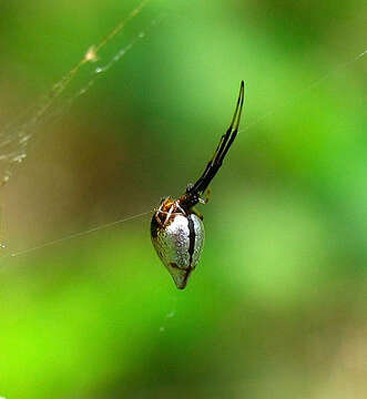 Image of Dewdrop Spiders