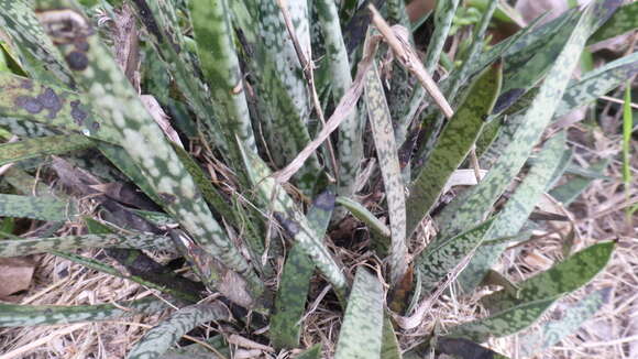 Image of Gasteria pulchra (Aiton) Haw.