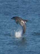 Image of Bottlenose Dolphin