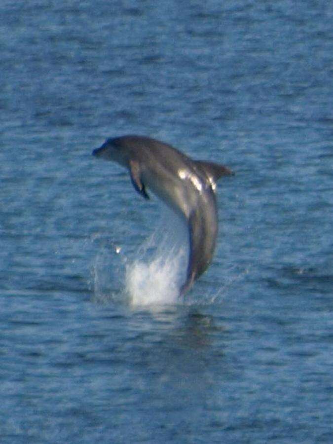 Imagem de Tursiops Gervais 1855