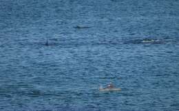 Image of Bottlenose Dolphin