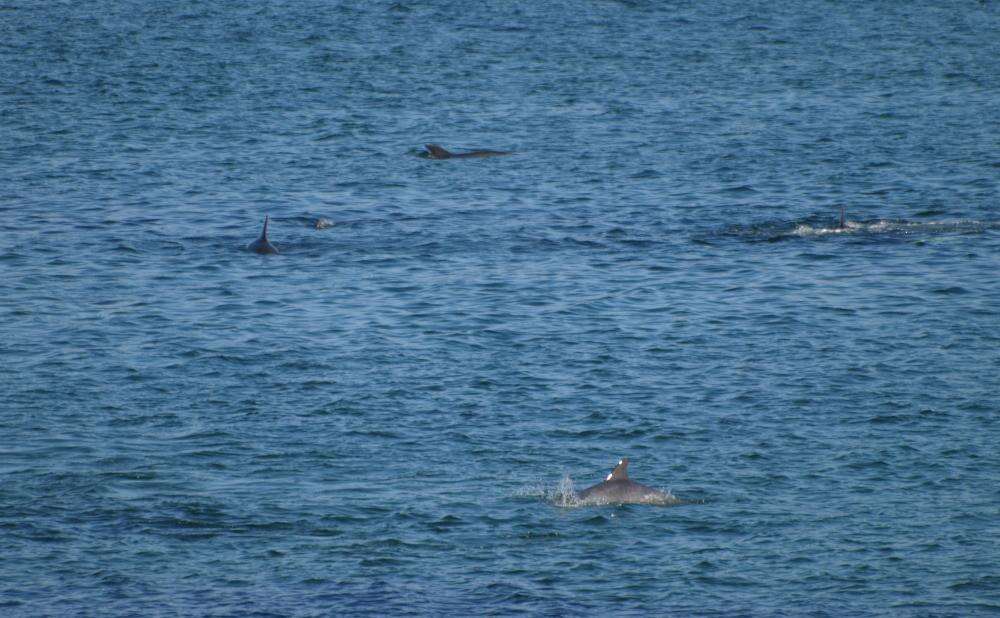 Image of Bottlenose Dolphin