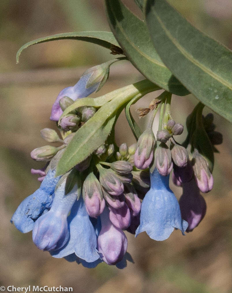 Image of prairie bluebells