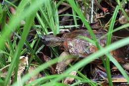 Image of Spiny turtle