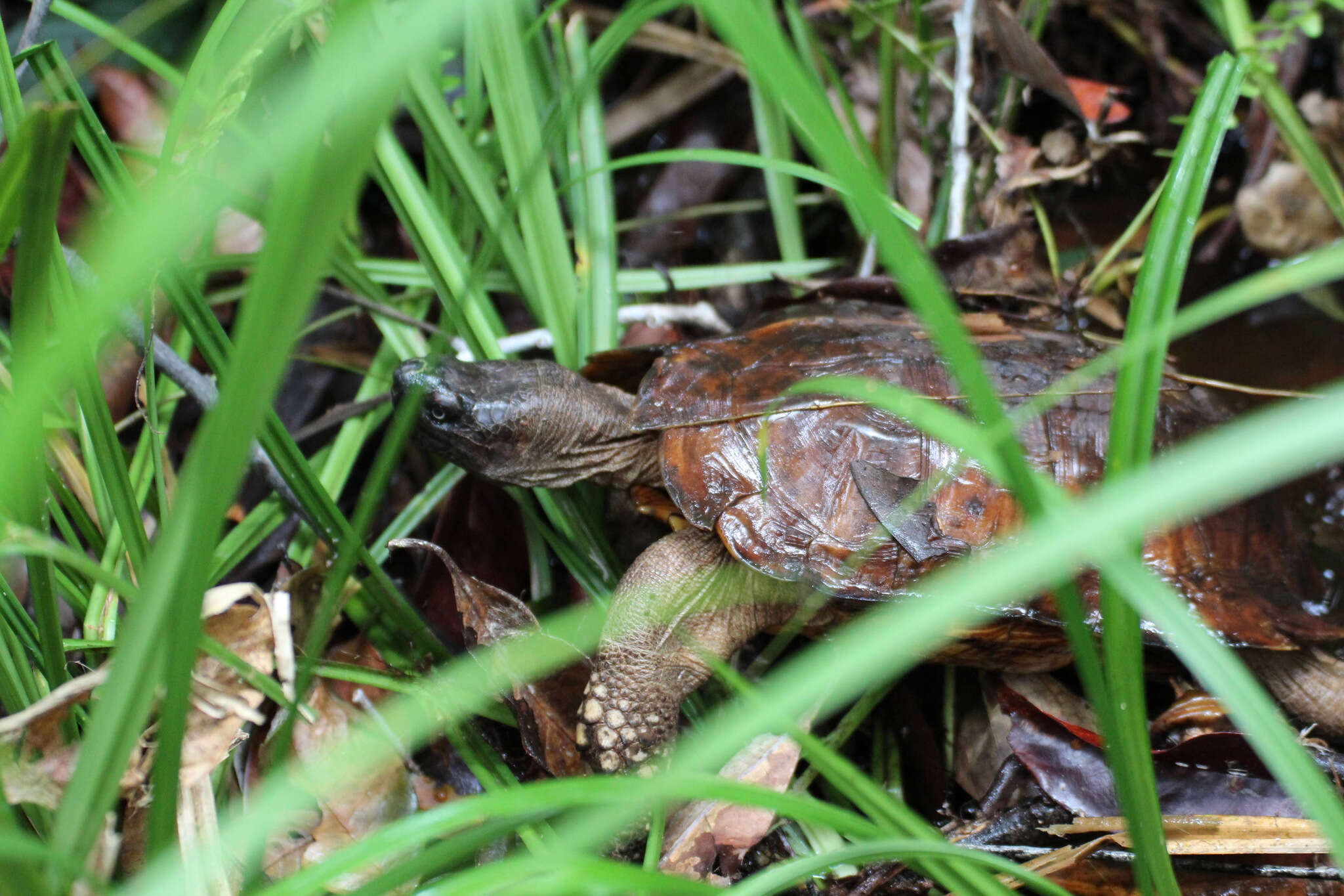 Image of Spiny turtle