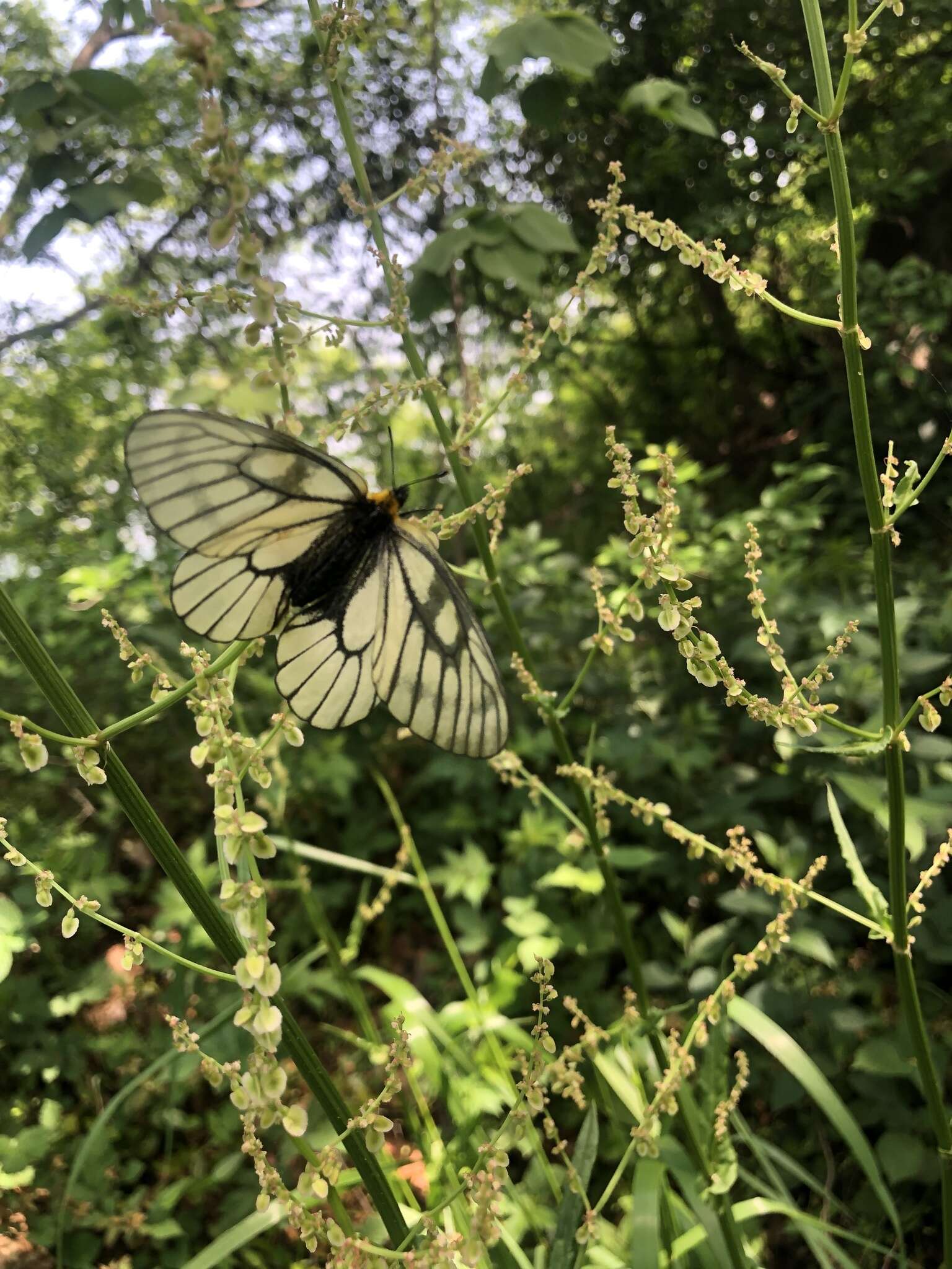 Plancia ëd Parnassius glacialis Butler 1866