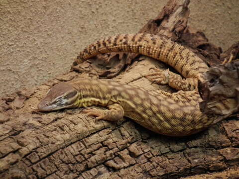 Image of ridge-tailed monitor