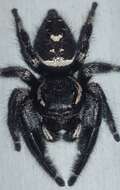 Sivun Phidippus maddisoni Edwards 2004 kuva