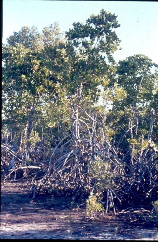 Image of Mangrove