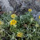 Image of seaside woolly sunflower