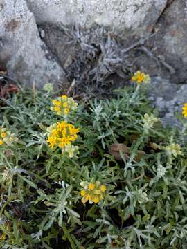 Image of seaside woolly sunflower