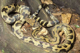 Image of Halmahera python