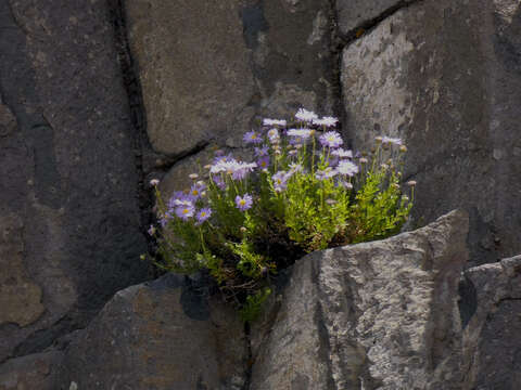 Image of Brachyscome rigidula (DC.) G. L. Davis