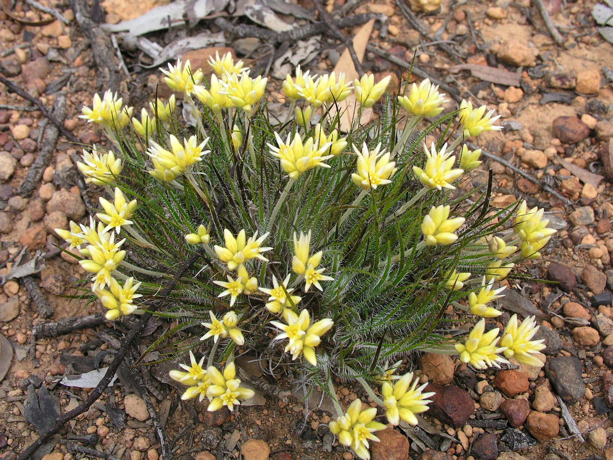 Image of Conostylis setigera R. Br.