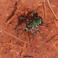 Plancia ëd Cicindela (Cicindela) oregona maricopa Leng 1902