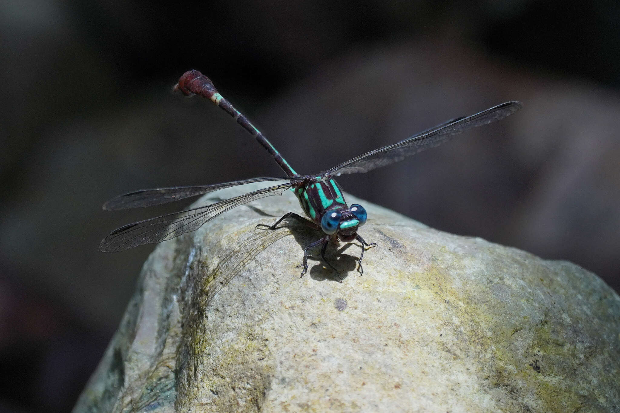 Imagem de Erpetogomphus sabaleticus Williamson 1918