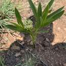 Image of Jatropha latifolia var. angustata Prain